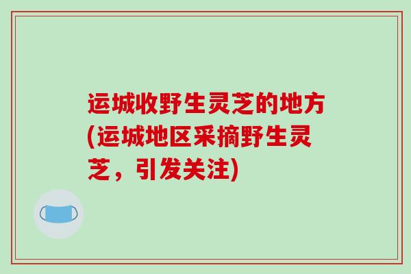运城收野生灵芝的地方(运城地区采摘野生灵芝,引发关注)-第1张图片-破壁灵芝孢子粉研究指南 运城收野生灵芝的地方(运城地区采摘野生灵芝,引发关注)-第1张图片-破壁灵芝孢子粉研究指南