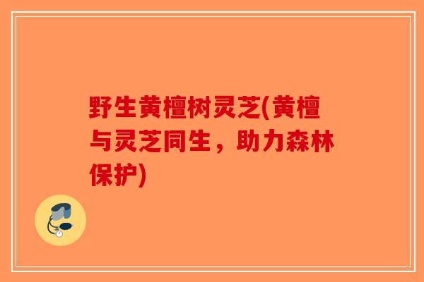 野生黄檀树灵芝(黄檀与灵芝同生,助力森林保护)-第1张图片-破壁灵芝孢子粉研究指南 野生黄檀树灵芝(黄檀与灵芝同生,助力森林保护)-第1张图片-破壁灵芝孢子粉研究指南