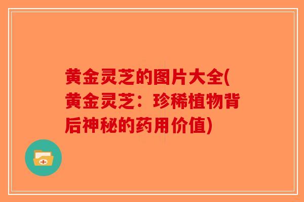 黄金灵芝的图片大全(黄金灵芝:珍稀植物背后神秘的药用价值)-第1张图片-破壁灵芝孢子粉研究指南 黄金灵芝的图片大全(黄金灵芝:珍稀植物背后神秘的药用价值)-第1张图片-破壁灵芝孢子粉研究指南