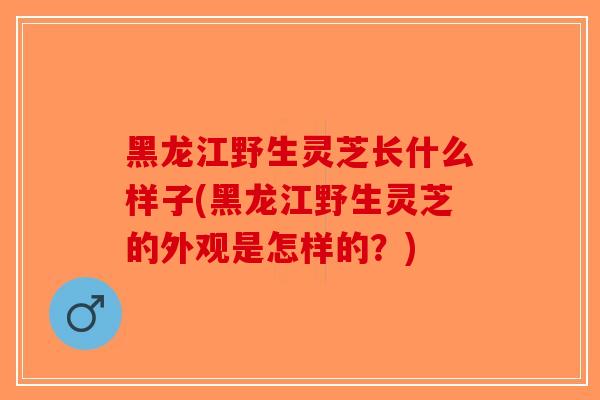 黑龙江野生灵芝长什么样子(黑龙江野生灵芝的外观是怎样的？)-第1张图片-破壁灵芝孢子粉研究指南