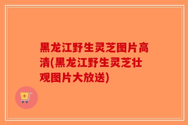 黑龙江野生灵芝图片高清(黑龙江野生灵芝壮观图片大放送)-第1张图片-破壁灵芝孢子粉研究指南 黑龙江野生灵芝图片高清(黑龙江野生灵芝壮观图片大放送)-第1张图片-破壁灵芝孢子粉研究指南