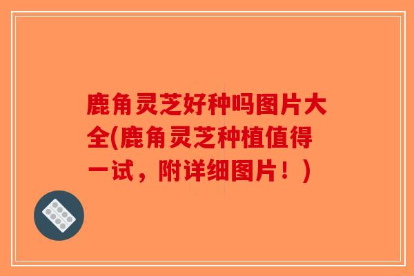 鹿角灵芝好种吗图片大全(鹿角灵芝种植值得一试,附详细图片!)-第1张图片-破壁灵芝孢子粉研究指南 鹿角灵芝好种吗图片大全(鹿角灵芝种植值得一试,附详细图片!)-第1张图片-破壁灵芝孢子粉研究指南