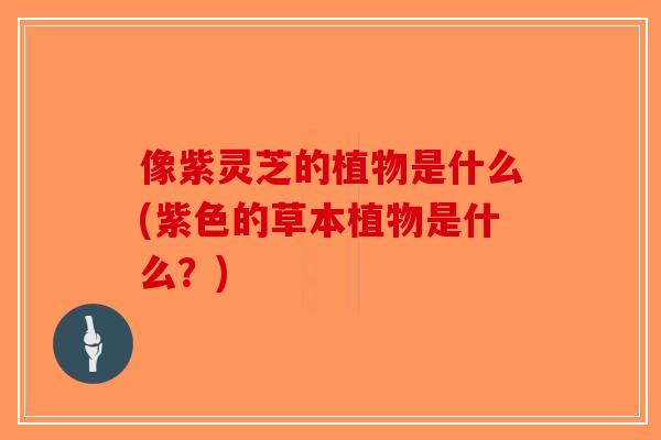 像紫灵芝的植物是什么(紫色的草本植物是什么?)-第1张图片-破壁灵芝孢子粉研究指南 像紫灵芝的植物是什么(紫色的草本植物是什么?)-第1张图片-破壁灵芝孢子粉研究指南