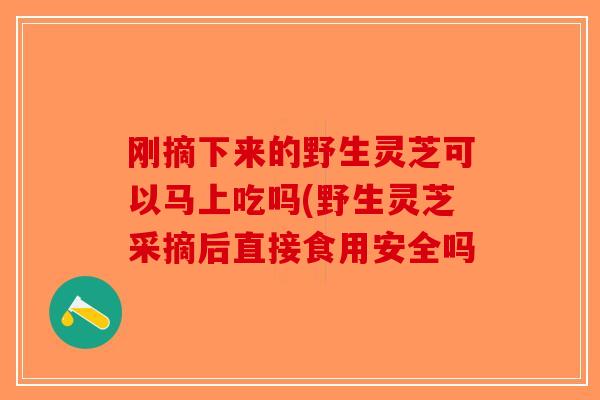 刚摘下来的野生灵芝可以马上吃吗(野生灵芝采摘后直接食用安全吗-第1张图片-破壁灵芝孢子粉研究指南
