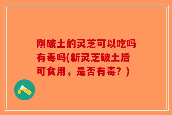 刚破土的灵芝可以吃吗有毒吗(新灵芝破土后可食用,是否有毒?)-第1张图片-破壁灵芝孢子粉研究指南 刚破土的灵芝可以吃吗有毒吗(新灵芝破土后可食用,是否有毒?)-第1张图片-破壁灵芝孢子粉研究指南