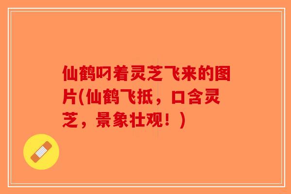 仙鹤叼着灵芝飞来的图片(仙鹤飞抵,口含灵芝,景象壮观!)-第1张图片-破壁灵芝孢子粉研究指南 仙鹤叼着灵芝飞来的图片(仙鹤飞抵,口含灵芝,景象壮观!)-第1张图片-破壁灵芝孢子粉研究指南