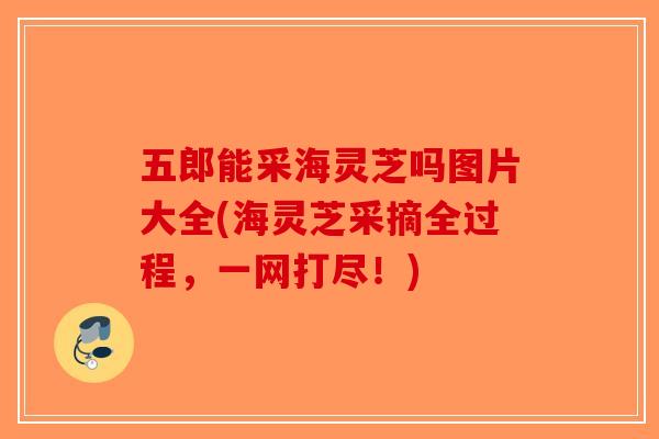五郎能采海灵芝吗图片大全(海灵芝采摘全过程,一网打尽!)-第1张图片-破壁灵芝孢子粉研究指南 五郎能采海灵芝吗图片大全(海灵芝采摘全过程,一网打尽!)-第1张图片-破壁灵芝孢子粉研究指南
