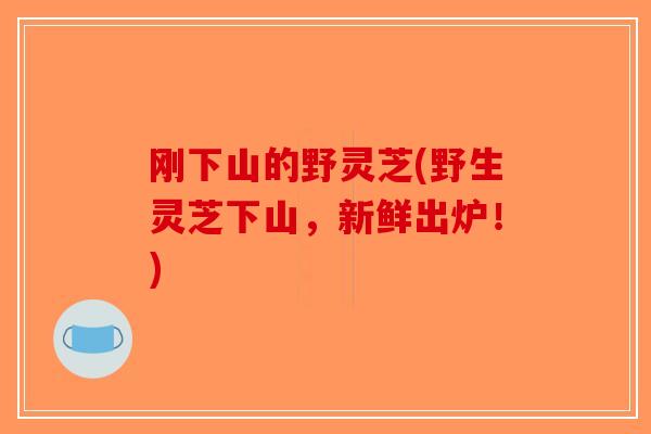 刚下山的野灵芝(野生灵芝下山,新鲜出炉!)-第1张图片-破壁灵芝孢子粉研究指南 刚下山的野灵芝(野生灵芝下山,新鲜出炉!)-第1张图片-破壁灵芝孢子粉研究指南