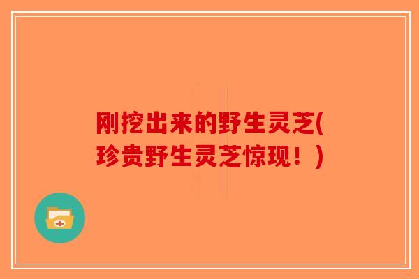 刚挖出来的野生灵芝(珍贵野生灵芝惊现!)-第1张图片-破壁灵芝孢子粉研究指南 刚挖出来的野生灵芝(珍贵野生灵芝惊现!)-第1张图片-破壁灵芝孢子粉研究指南