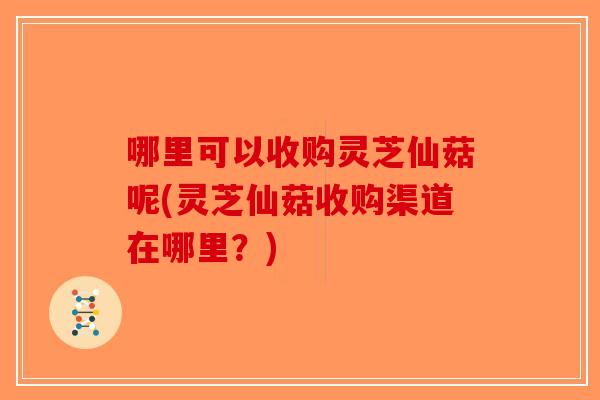 哪里可以收购灵芝仙菇呢(灵芝仙菇收购渠道在哪里？)-第1张图片-破壁灵芝孢子粉研究指南