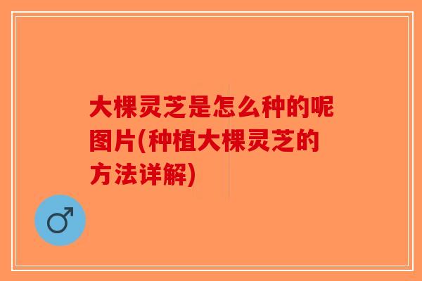 大棵灵芝是怎么种的呢图片(种植大棵灵芝的方法详解)-第1张图片-破壁灵芝孢子粉研究指南