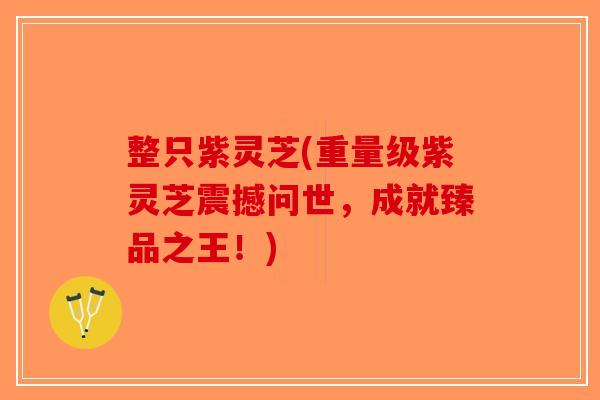 整只紫灵芝(重量级紫灵芝震撼问世，成就臻品之王！)-第1张图片-破壁灵芝孢子粉研究指南