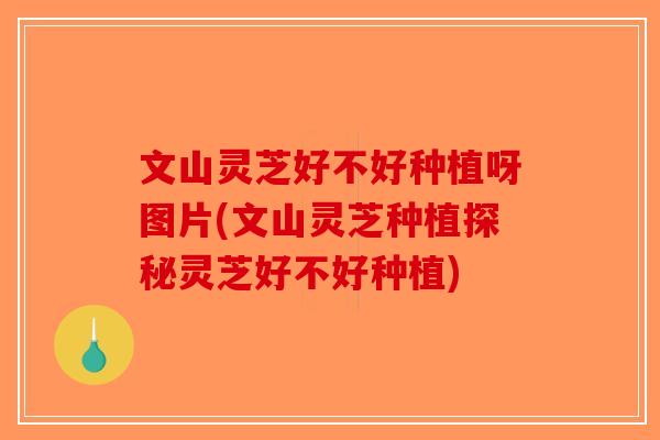 文山灵芝好不好种植呀图片(文山灵芝种植探秘灵芝好不好种植)-第1张图片-破壁灵芝孢子粉研究指南