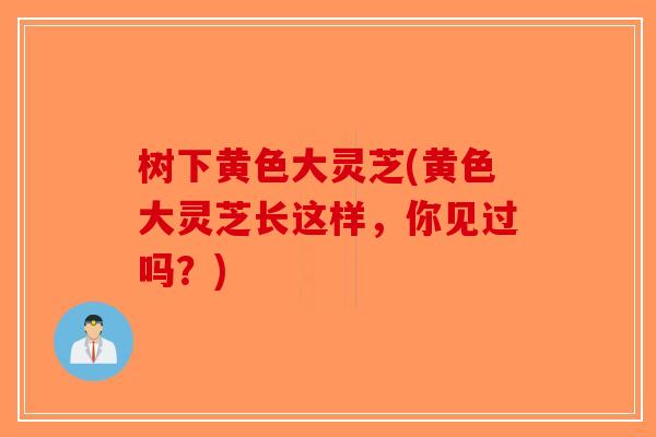 树下黄色大灵芝(黄色大灵芝长这样,你见过吗?)-第1张图片-破壁灵芝孢子粉研究指南 树下黄色大灵芝(黄色大灵芝长这样,你见过吗?)-第1张图片-破壁灵芝孢子粉研究指南
