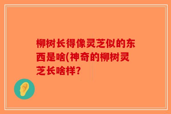 柳树长得像灵芝似的东西是啥(神奇的柳树灵芝长啥样?-第1张图片-破壁灵芝孢子粉研究指南 柳树长得像灵芝似的东西是啥(神奇的柳树灵芝长啥样?-第1张图片-破壁灵芝孢子粉研究指南