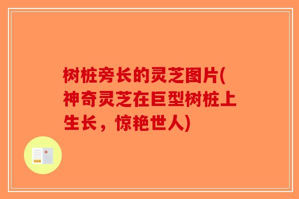 树桩旁长的灵芝图片(神奇灵芝在巨型树桩上生长，惊艳世人)-第1张图片-破壁灵芝孢子粉研究指南