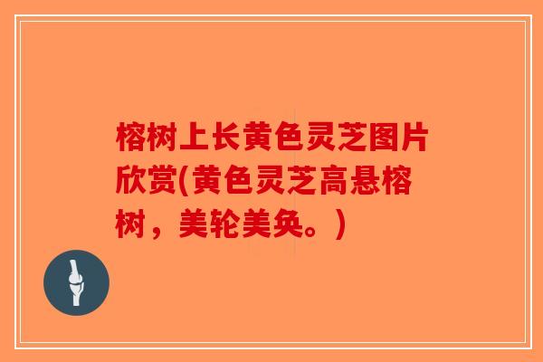 榕树上长黄色灵芝图片欣赏(黄色灵芝高悬榕树,美轮美奂。)-第1张图片-破壁灵芝孢子粉研究指南 榕树上长黄色灵芝图片欣赏(黄色灵芝高悬榕树,美轮美奂。)-第1张图片-破壁灵芝孢子粉研究指南