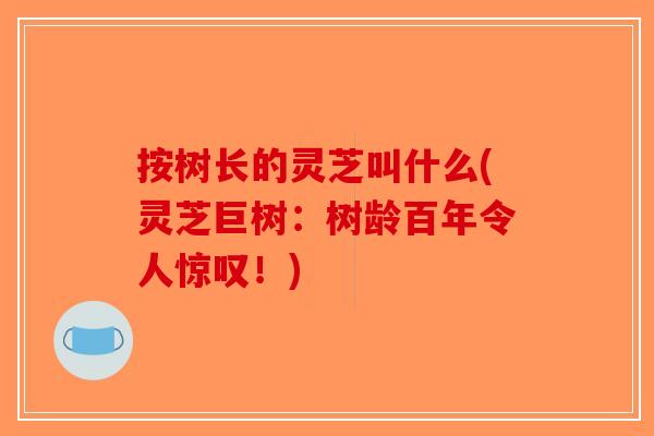 按树长的灵芝叫什么(灵芝巨树：树龄百年令人惊叹！)-第1张图片-破壁灵芝孢子粉研究指南